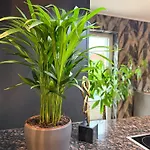 Wild&cozy Mit Luxurioeser Kueche & Garage بلانكنبرغ